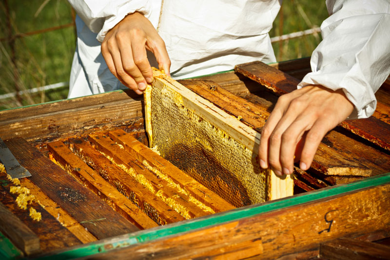 organic honey comb