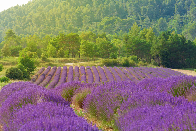 lavander field trees in Le Marche Region