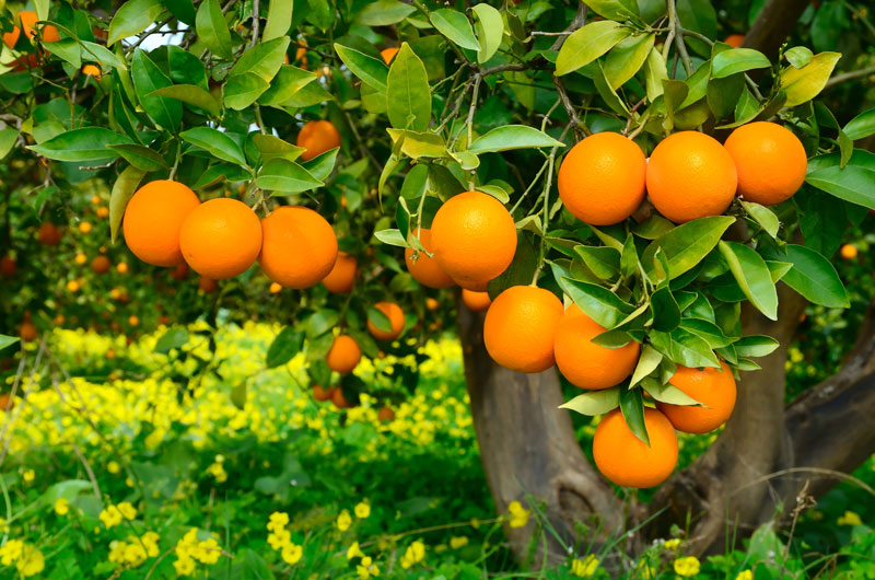 orange tree at La Riviera delle Arance