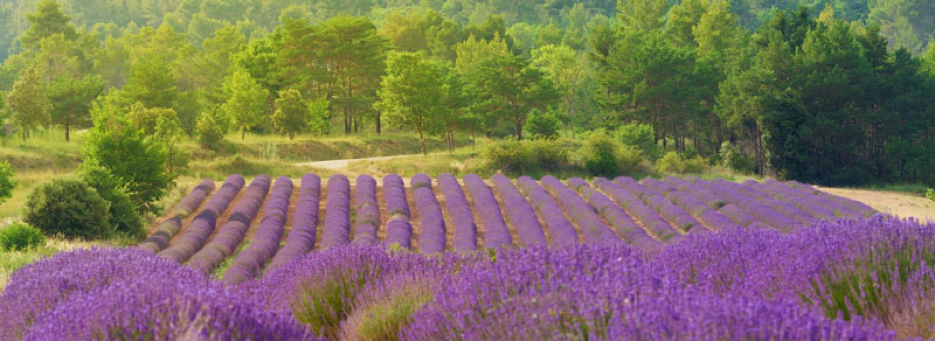 lavander field trees in Le Marche Region
